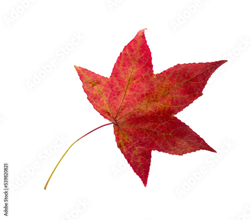 Autumn maple leaf bright on white background.