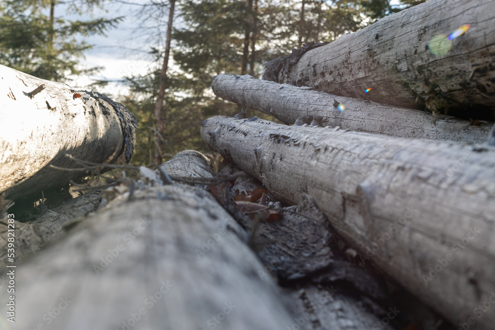 Log trunks pine, the logging timber forest wood industry. Log trunks pine, the logging timber forest wood industry.