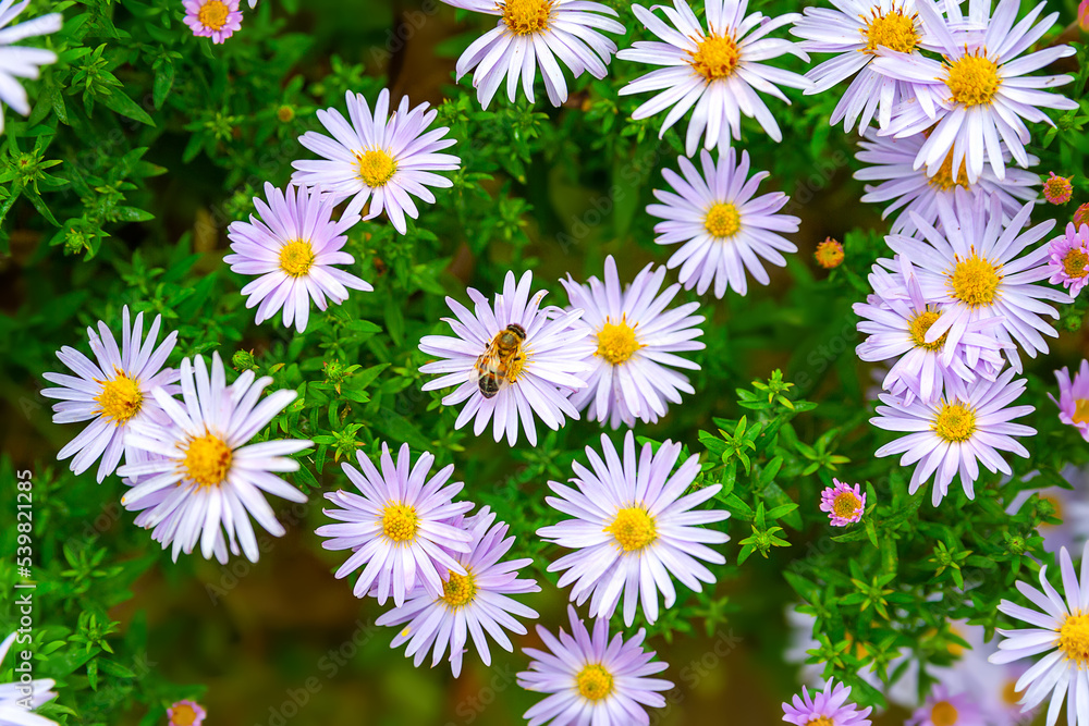 Asters flowers. Bees on flowers. Close-up of a flower bed. Asters bloom in autumn. Selective focus. Shallow depth of field Asters flowers. Bees on flowers. Close-up of a flower bed. Asters bloom in autumn. Selective focus. Shallow depth of field