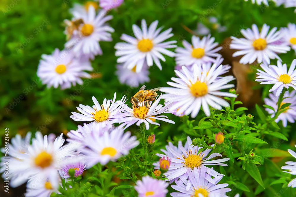 Asters flowers. Bees on the flowers. Flower bed. Asters bloom in autumn. Selective focus. Shallow depth of field Asters flowers. Bees on the flowers. Flower bed. Asters bloom in autumn. Selective focus. Shallow depth of field