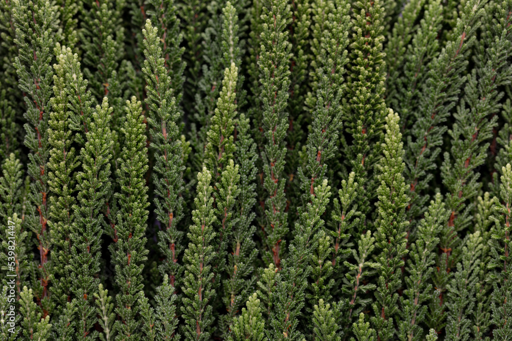 Branches of green calluna background, closeup. Branches of green calluna background, closeup.
