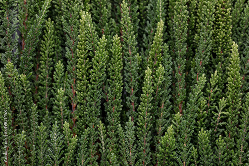 Branches of green calluna background  closeup.