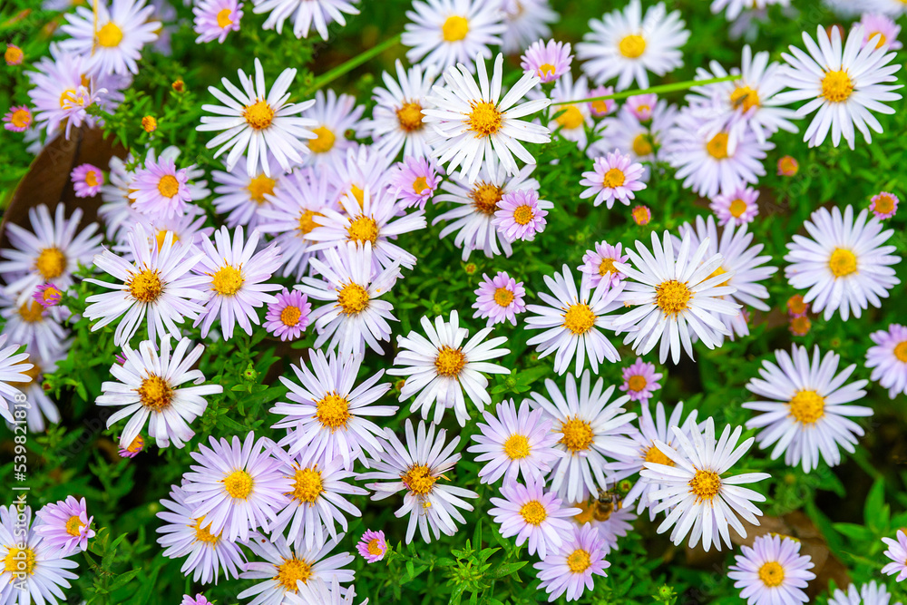 Asters flowers. Asters bloom in autumn. Top view of a flower bed. Selective focus. Shallow depth of field Asters flowers. Asters bloom in autumn. Top view of a flower bed. Selective focus. Shallow depth of field