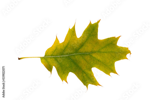Autumn maple leaf bright on white background.