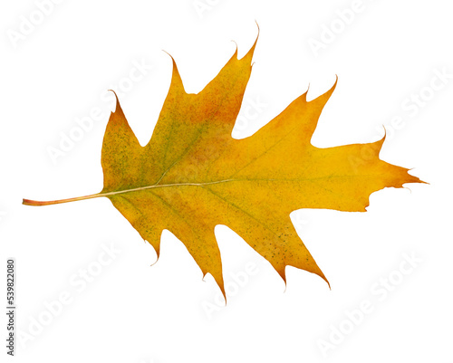 Autumn maple leaf bright on white background.