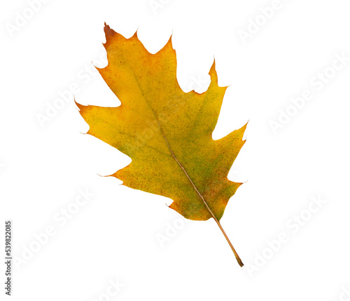 Autumn maple leaf bright on white background.