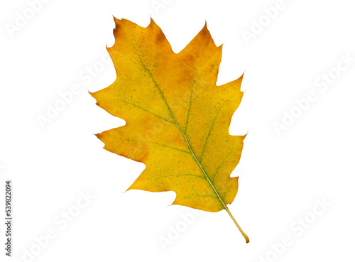 Autumn maple leaf bright on white background.