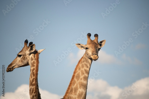 Two giraffes in South Africa © Tony Campbell
