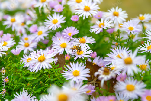 Flowers Asters. Bees on the flowers. Flower bed. Asters bloom in the fall. Selective focus. Shallow depth of field © Alex Puhovoy