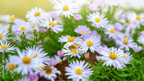 Flowers Asters. Bees on flowers. Flower bed. Asters bloom in the fall. Selective focus. Shallow depth of field © Alex Puhovoy