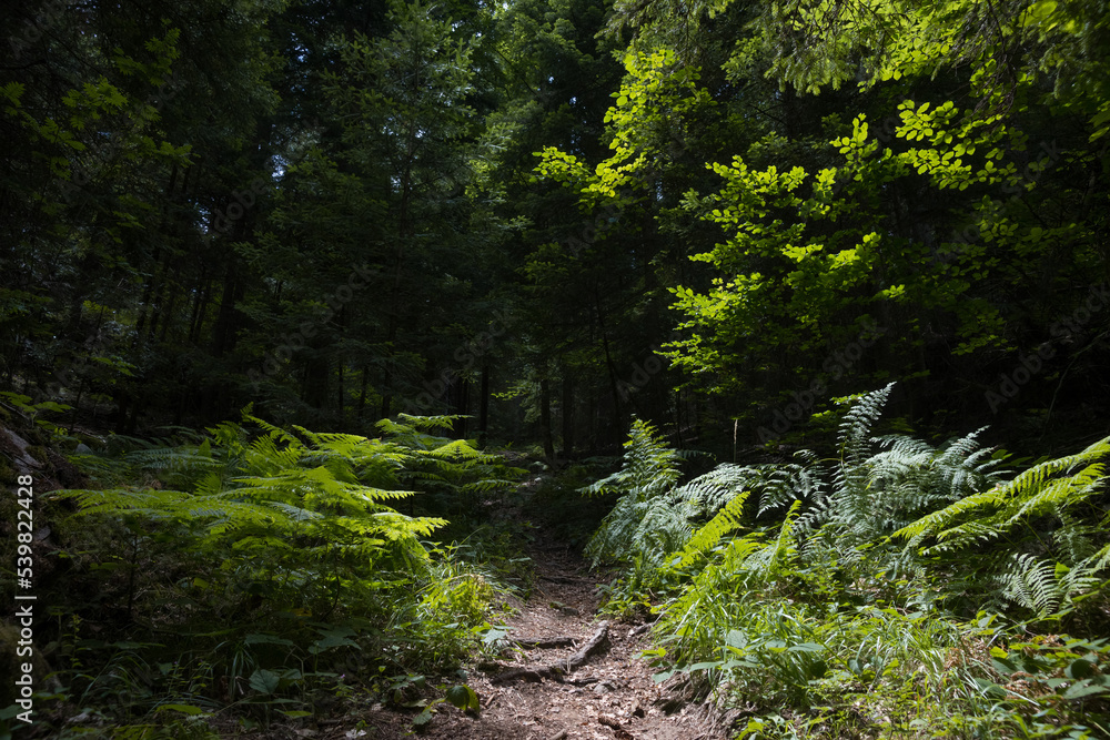 Narrow trail in summer green mixed forest in sunny day. Pirin mountains near Bansko, Bulgaria. Narrow trail in summer green mixed forest in sunny day. Pirin mountains near Bansko, Bulgaria.