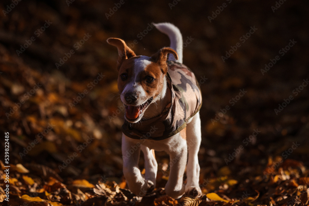 Jack Russel Terrier