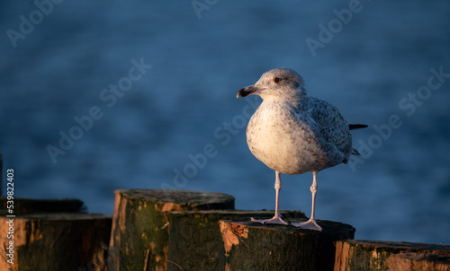 Seagull sitting on a wooden breakwater in the light of the setting sun. Seagull isolated against a blurred background. View over the sea.