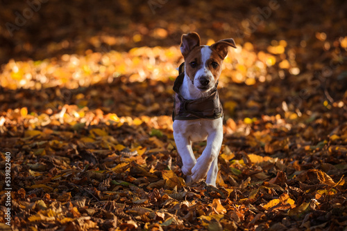 Obraz na płótnie Jack Russel Terrier w salonie