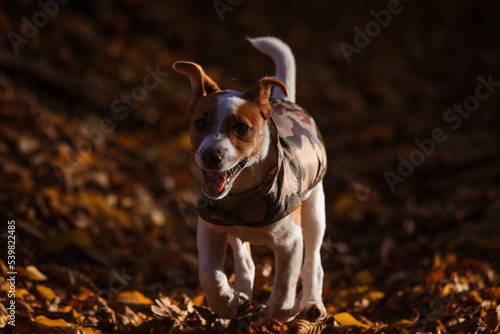Obraz na płótnie Jack Russel Terrier w salonie