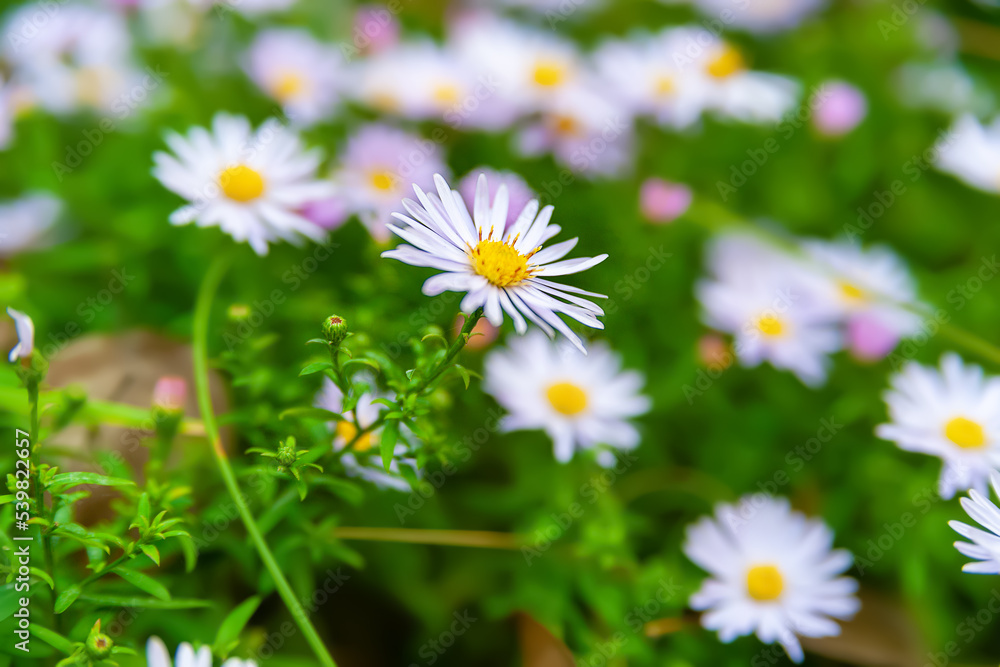 Flowers Asters. Close-up of a flower bed. Asters bloom in autumn. Selective focus. Shallow depth of field Flowers Asters. Close-up of a flower bed. Asters bloom in autumn. Selective focus. Shallow depth of field
