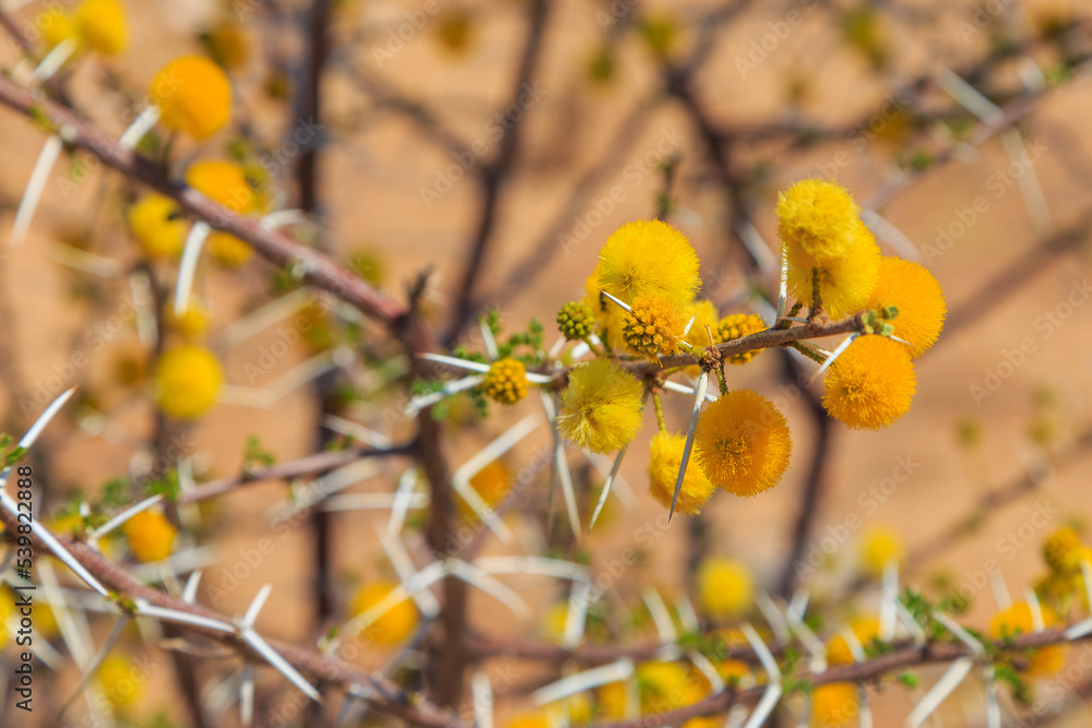 Branch from an African Acacia species of tree. Yellow flower, Namibia. Branch from an African Acacia species of tree. Yellow flower, Namibia.
