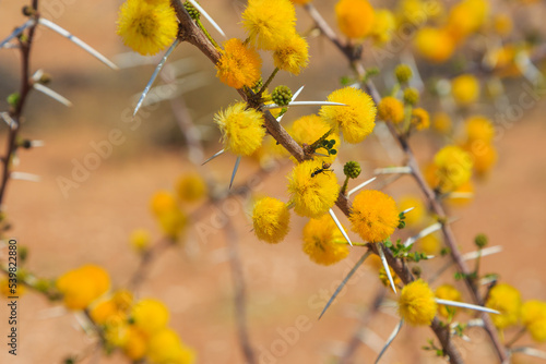 Branch from an African Acacia species of tree. Yellow flower, Namibia.