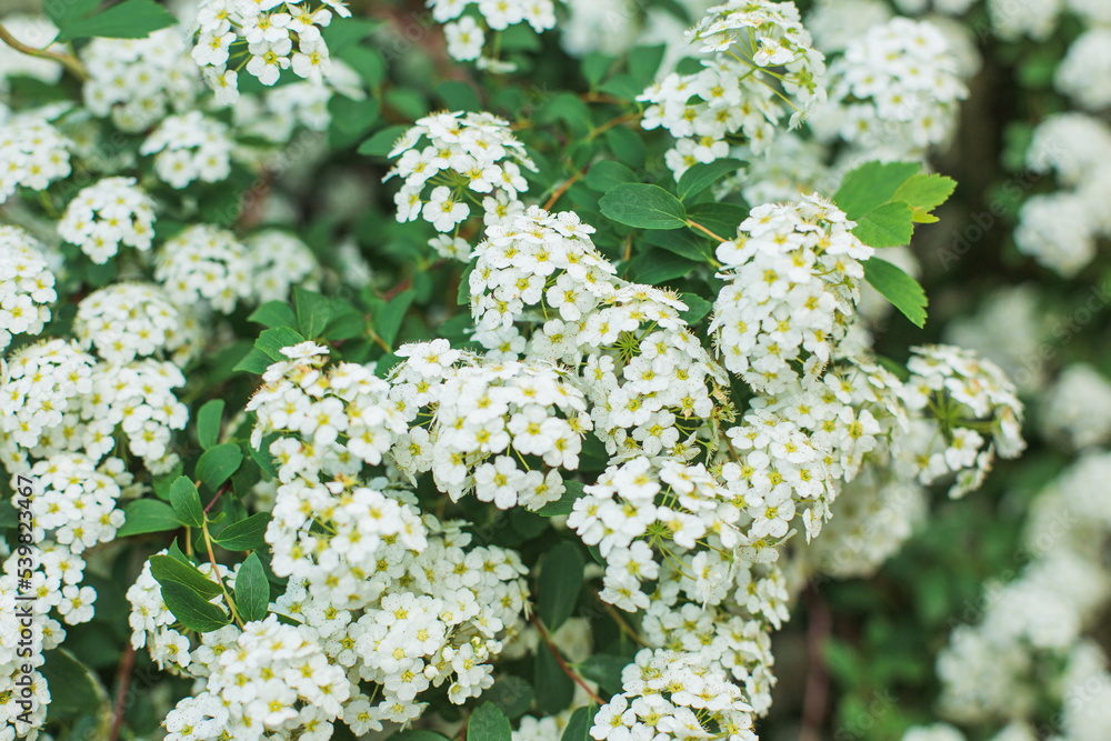 Densely flowering cherry tree branches in spring in the open. Spring densely flowering trees Densely flowering cherry tree branches in spring in the open. Spring densely flowering trees