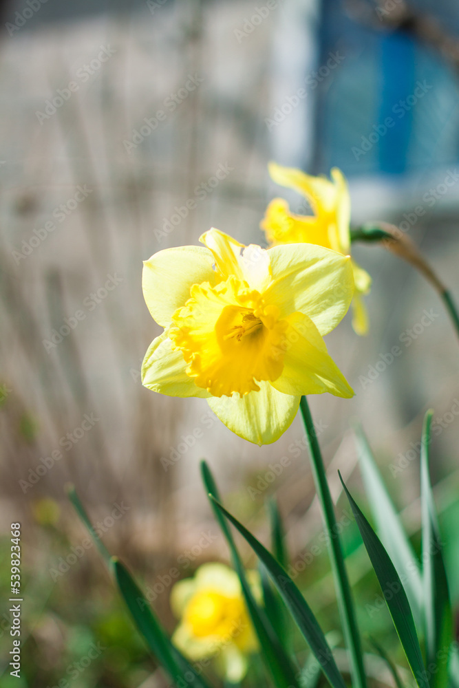 Yellow blooming daffodil blooms in the lawn on a sunny day. Early spring flowers growing outdoors Yellow blooming daffodil blooms in the lawn on a sunny day. Early spring flowers growing outdoors