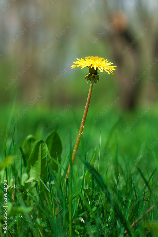 A yellow blooming dandelion blooms on a lawn on a sunny day. Early spring flowers growing outdoors A yellow blooming dandelion blooms on a lawn on a sunny day. Early spring flowers growing outdoors