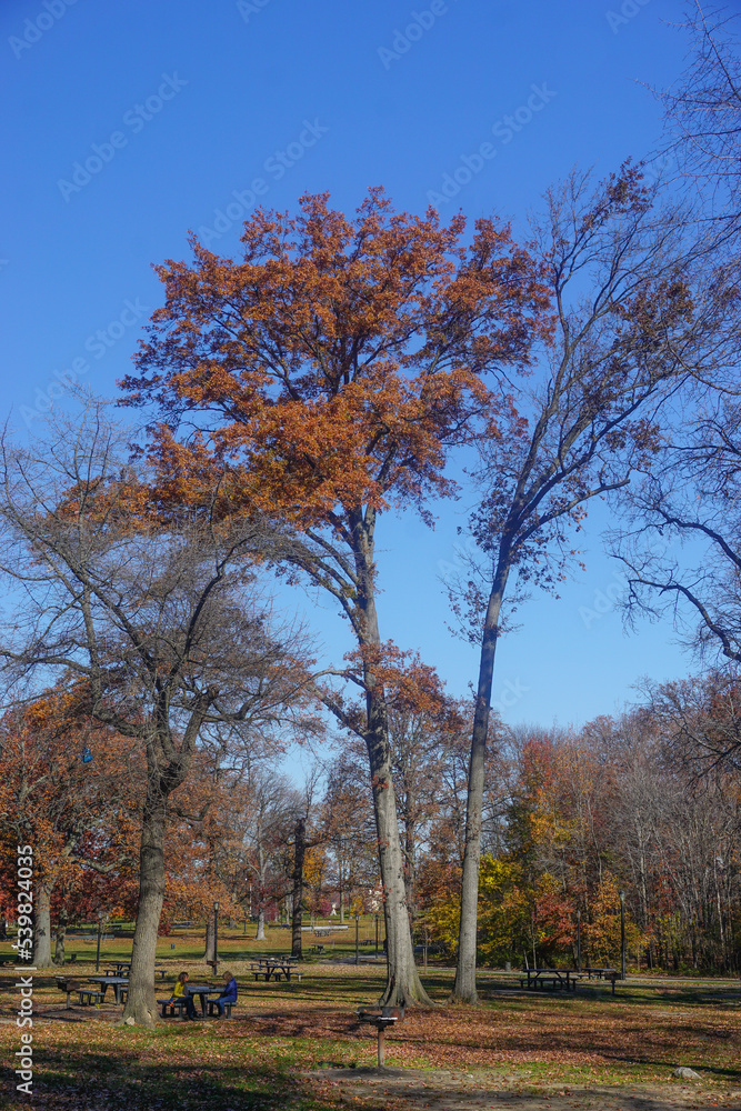 Pelham Bay Park, The Bronx, New York, NY, USA: Visitors enjoying lunch outdoors at picnic tables beneath trees in fall foliage on a sunny November day.