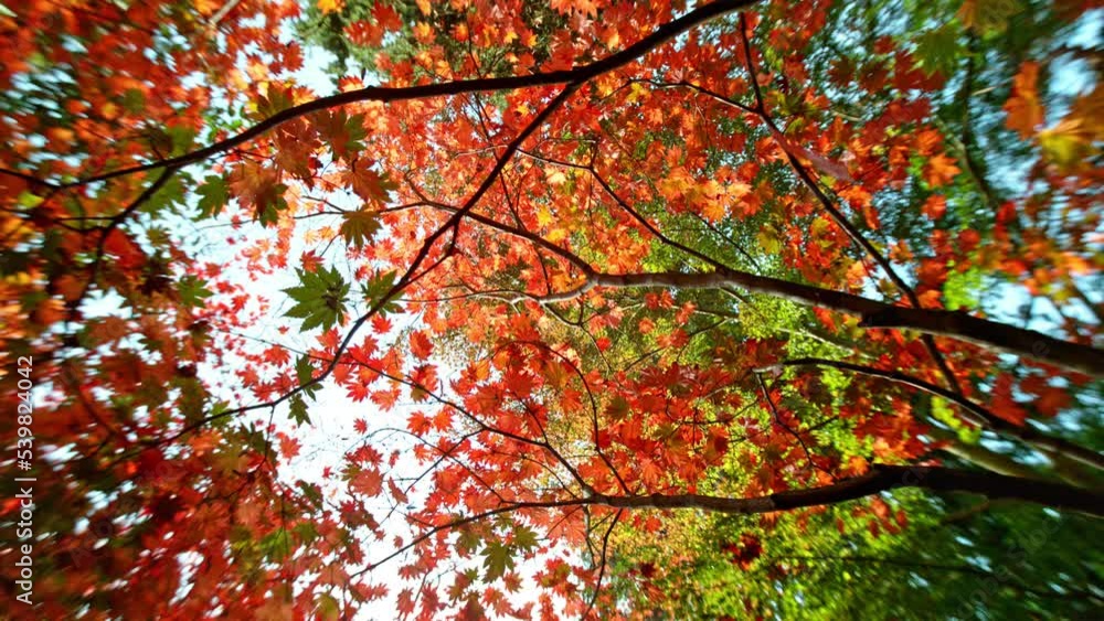 Super slow motion of falling autumn maple leaves. Ultimate perspective, leaves falling towards camera. Filmed on high speed cinema camera, 1000 fps. Super slow motion of falling autumn maple leaves. Ultimate perspective, leaves falling towards camera. Filmed on high speed cinema camera, 1000 fps.