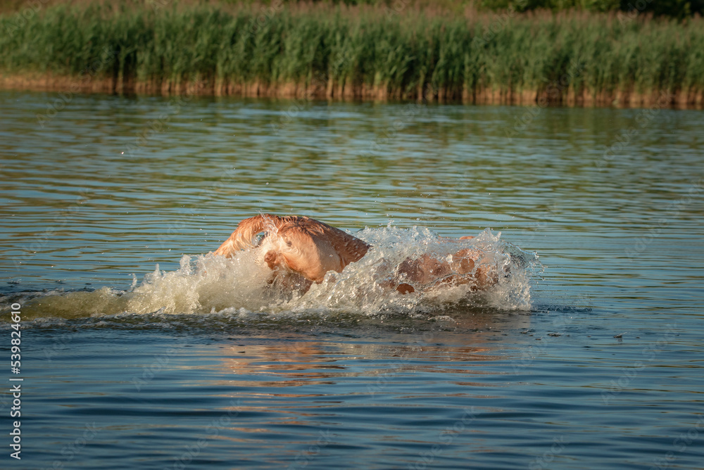 Fototapeta premium A beautiful thoroughbred Labrador Retriever frolics in a summer pond.