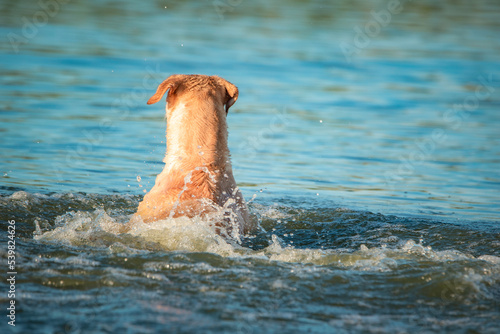 A beautiful thoroughbred Labrador Retriever frolics in a summer pond.