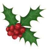 Illustration of holly plant with red berries. For Christmas or new year decoration.