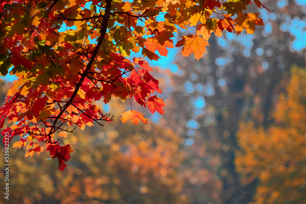 Autumn landscape. Autumn pattern. Yellow autumn leaves and black trunks against a blue sky. Autumn landscape. Autumn pattern. Yellow autumn leaves and black trunks against a blue sky.