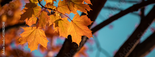 Yellow autumn leaves and black trunks against a blue sky.