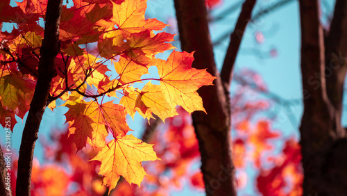 Yellow autumn leaves and black trunks against a blue sky.