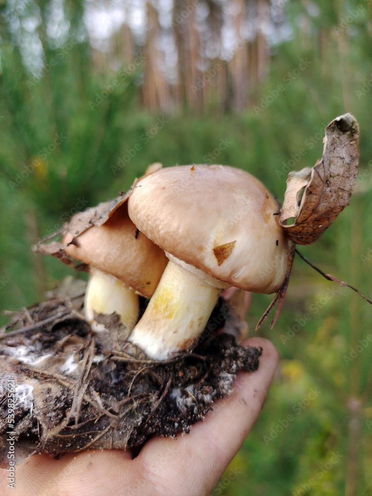 Two edible mushrooms with a piece of earth under them on the hand. The forest background is blurred Two edible mushrooms with a piece of earth under them on the hand. The forest background is blurred