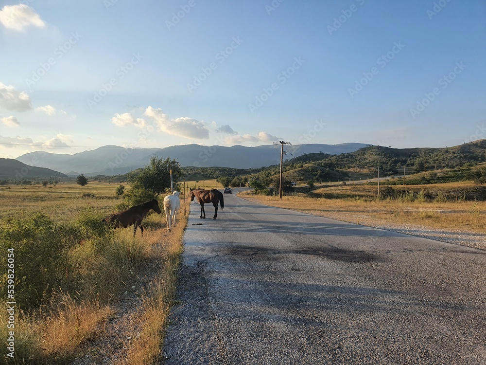 Wild horses on the road on a plateau at metsovo. travel and holiday concept