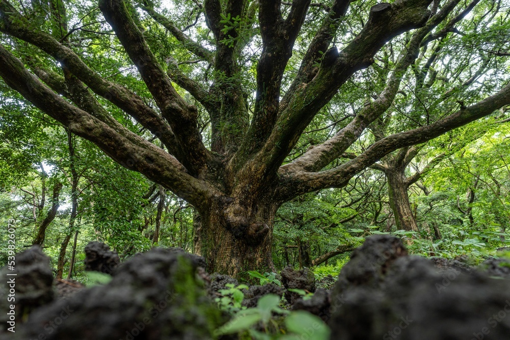 Obraz premium Large Maentwrog Oak tree in Bijarim Forest, South Korea