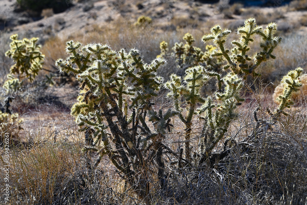 Cactus in Walker Pass, Kern County Cactus in Walker Pass, Kern County