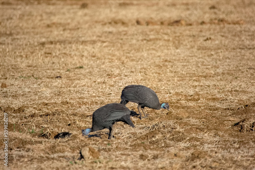 Guineafowls in the field, Zambia