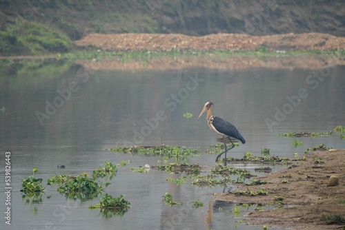 Lesser adjutant waling on a shallow stormwater pond on cloudy day photo