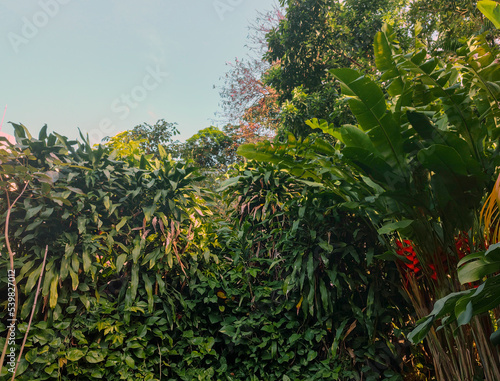 garden park forest trees foliage leaves vegetation bush bush wild clear sky blue landscape botanical garden reserve nature green life preservation parking lot