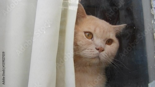 cat on the window kedi  photo