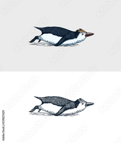 Royal penguin tobogganing. Cute small animal swimming or Diving. Vector graphics black and white drawing. Hand drawn sketch. Aquatic flightless bird. 