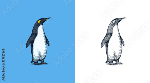 King or Emperor penguin. Cute animal. Vector graphics black and white drawing. Hand drawn sketch. Aquatic flightless bird. 