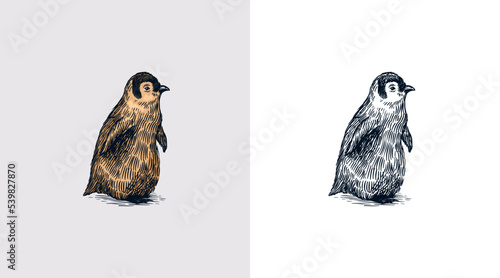 Foto King or Emperor penguin chick
