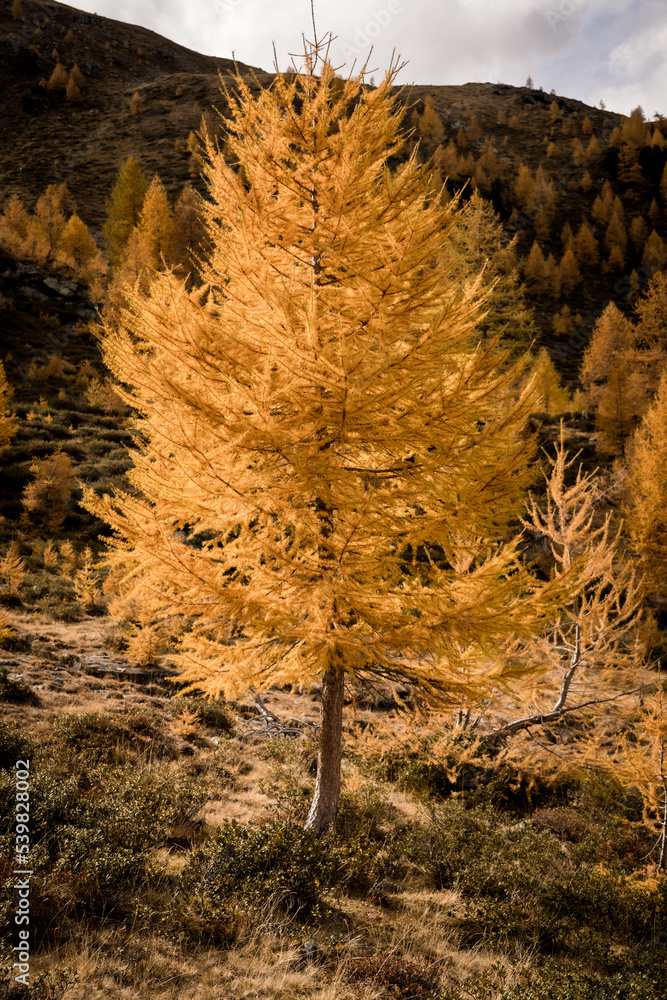 Lärche in gold