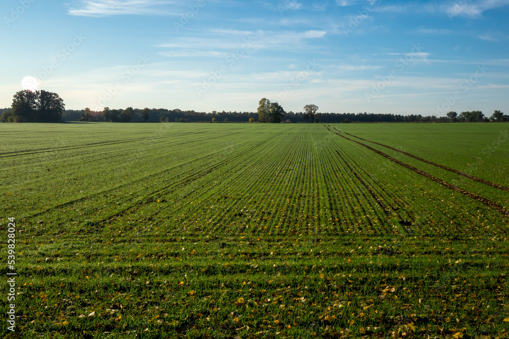 crop field in the autumn in sunny day
