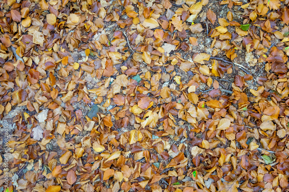 autumn leaves on the ground texture background autumn leaves on the ground texture background