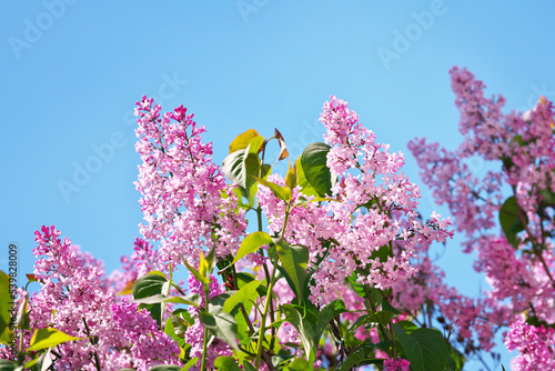 blooming lilac. lilac flowers and sky background
