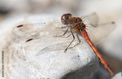 Close up of a dragonfly perched on a weathered blond wood. You can see the love from behind. The wings shimmer in the sunlight.