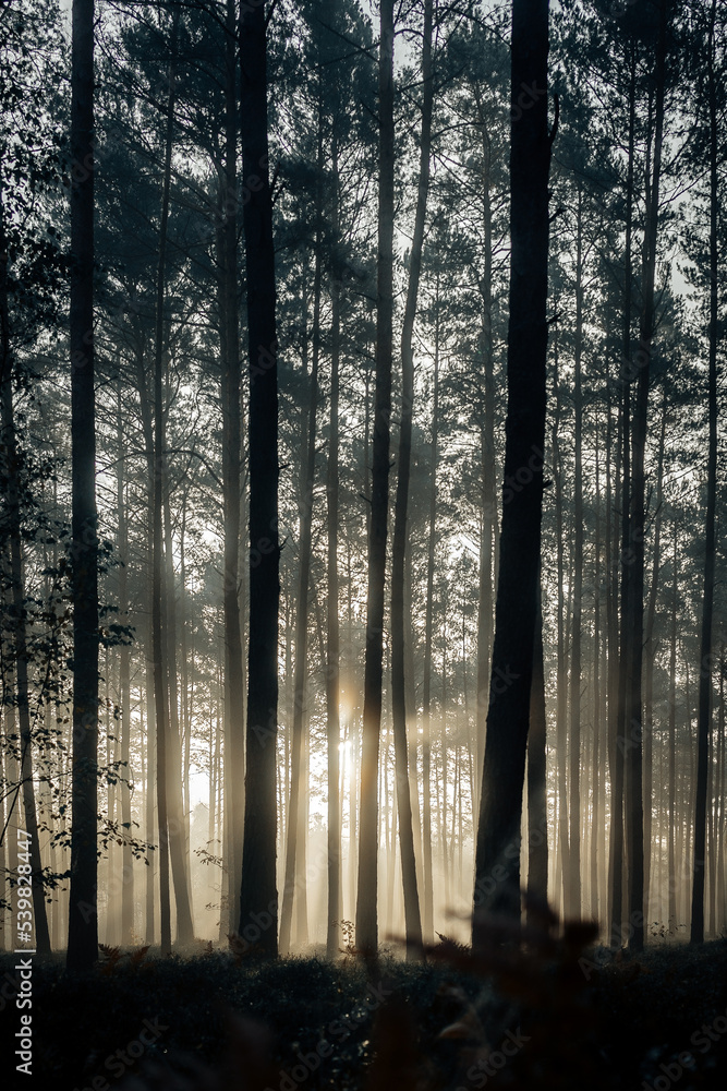 wschód słońca w lesie